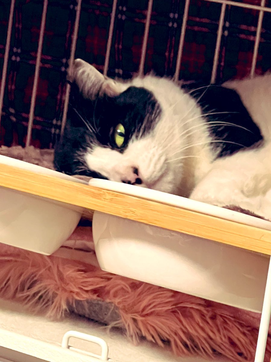 早く早く帰りてぇー
ぬーたん🐾( ॢꈍ૩ꈍ) ॢㄘゅ४४४*
押入れでかくれんぼしちょるかなあん(๑˘̴͈́꒵˘̴͈̀)۶ˮ #保護猫