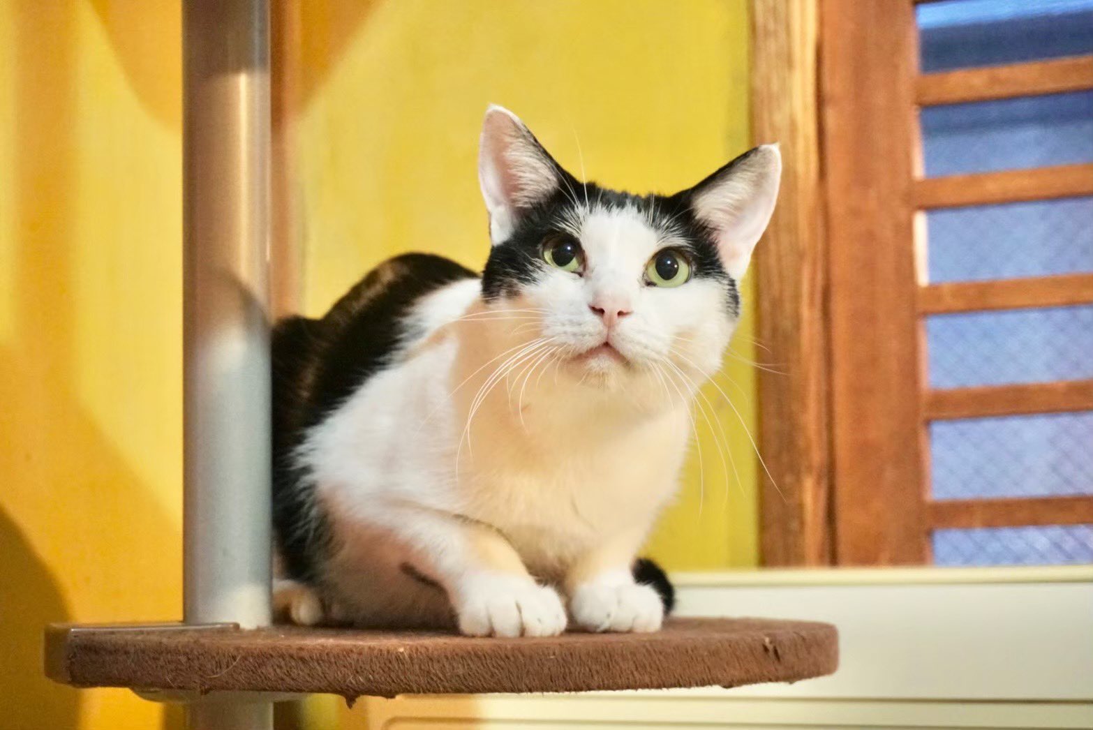 保護猫カフェ ネコリパブリック東京お茶の水店 Neco Tokyo Twitter
