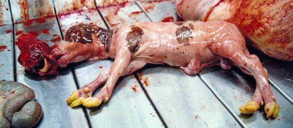 Paul_Vegano's tweet photo. “They rip the uterus open and pull these calves out...it’s nothing to have a live cow hanging up in front of you and see the calf inside kicking...” - U.S. Slaughterhouse Worker

Stop Supporting Animal Cruelty
GoVegan🌱🌎

#AnimalRights #GoVegan #EndSpeciesism #Vegan #RosesLaw https://t.co/PSQTHkLpyG