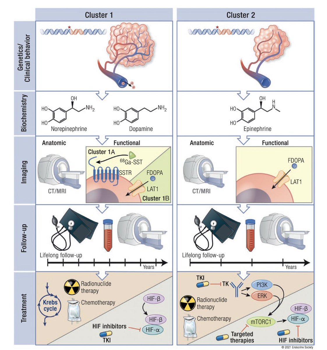 DraPicon's tweet image. "Personalized management of pheochromocytoma and paraganglioma". 

Lectura muy recomendable. Conocer bien el perfil bioquímico y de receptores que subyace a los diferentes Clusters nos permite dar en la diana🎯 

pubmed.ncbi.nlm.nih.gov/34147030/