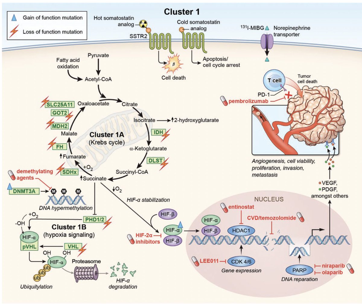 DraPicon's tweet image. "Personalized management of pheochromocytoma and paraganglioma". 

Lectura muy recomendable. Conocer bien el perfil bioquímico y de receptores que subyace a los diferentes Clusters nos permite dar en la diana🎯 

pubmed.ncbi.nlm.nih.gov/34147030/