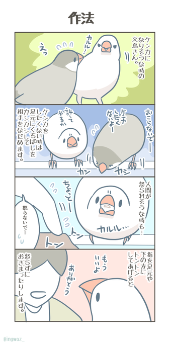 文鳥さんの作法。

#Buncho #javasparrow #文鳥 