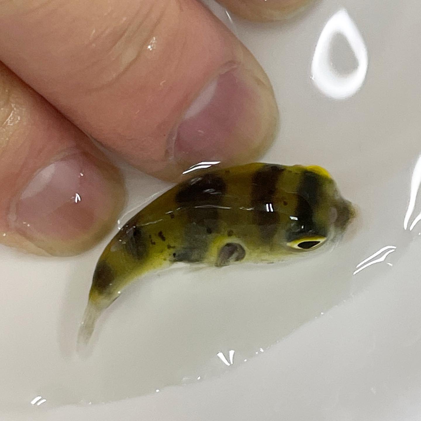 アクアペットジョイ所沢店 人気 南米淡水フグ 入荷しております 純淡水で飼育できる 別名 アマゾンパファー 人に慣れ寄ってきくる人気の 淡水フグ の仲間です 冷凍アカムシを食べています ミドリフグ アベニーパファー なども人気です