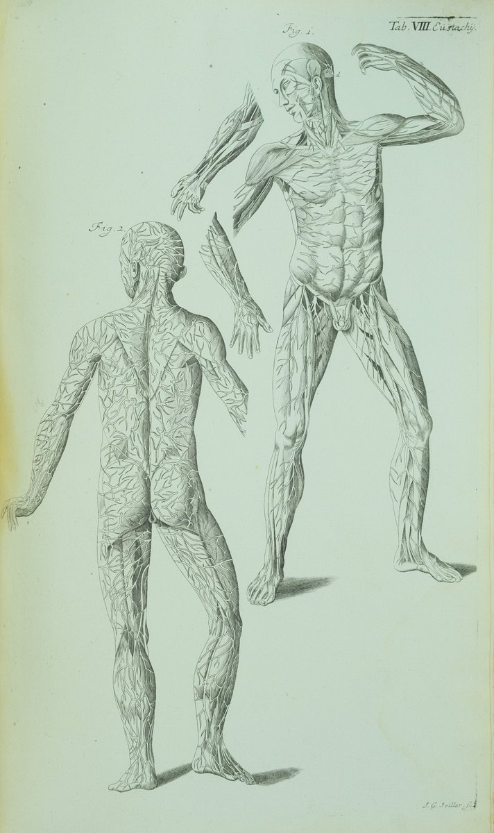 BibyArchRANME's tweet photo. El suizo Johann Georg Seiller (#Schaffhausen, 1663-1740) grabó esta lámina que muestra la disposición de los nervios, para ilustrar "Theatrum anatomicum", de J.J. #Manget (1652-1740), publicado en #Ginebra (1717) #LibroAntiguo #Anatomía #XVIII #HistMed
https://t.co/nLvinhDZuN https://t.co/eGYrnWezSr