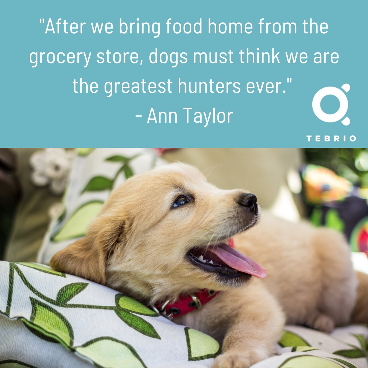 Our premium and natural mealworm #protein for #petfood and #animalfeed is 90% digestible, which means that 90% of its nutrients will be absorbed and retained by our loving furry friends. Plus, it's packed with essential amino acids, unsaturated fat and protein.  #mealworms