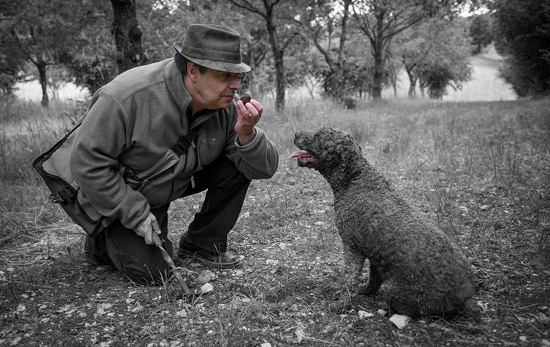 SdBourgogne's tweet photo. [LE SAVIEZ-VOUS ?]
La récolte de la truffe de Bourgogne ( ou Tuber Uncinatum ) s'appelle le cavage. Elle a lieu entre mi-septembre et fin janvier et doit se faire avec l'aide d'un chien.
#truffedebourgogne #truffenoire #truffe #bourgogne #cavage https://t.co/xOyHj27vbi