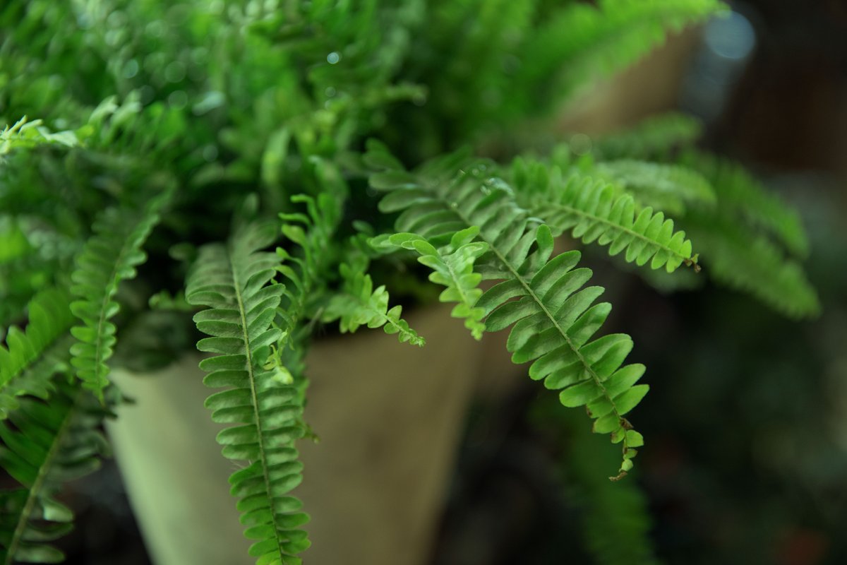 daviddomoney's tweet photo. Nephrolepis exaltata, the sword fern or Boston fern another lovely addition to your houseplant collection.

To keep it looking top notch, water with rainwater and give it a feed every month of the growing season. In winter water sparingly. 

#houseplantweek #houseplantweekuk https://t.co/WICVL0hL6m