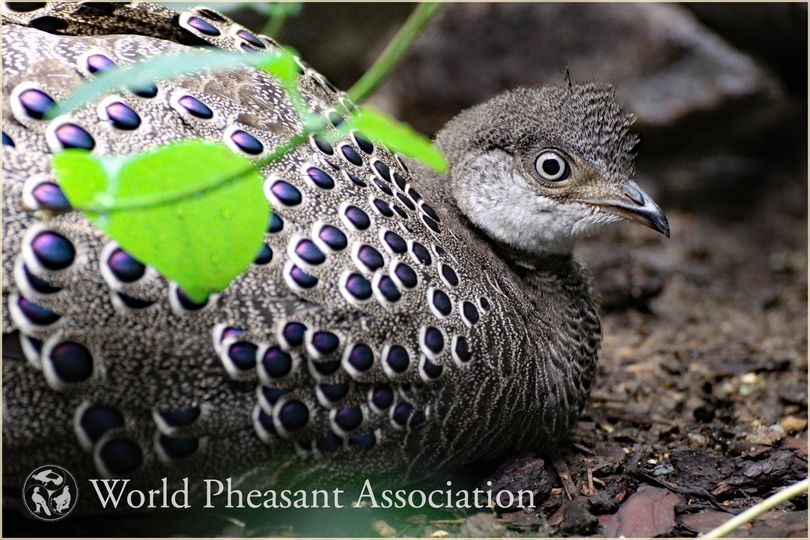 WorldPheasantAs's tweet photo. Grey peacock-pheasant (Polyplectron bicalcaratum) photograph by Karolis Krumskas https://t.co/qp8TVEoOJ1