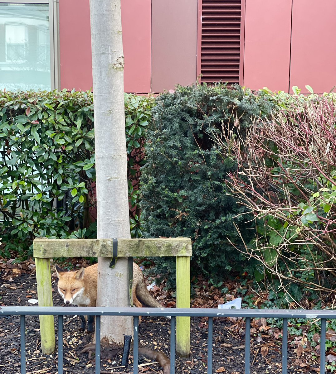 Welcome Back! Our students were marshalled in this morning by the healthiest looking fox in South London. If s/he is feasting on our excellent food that’s no surprise!