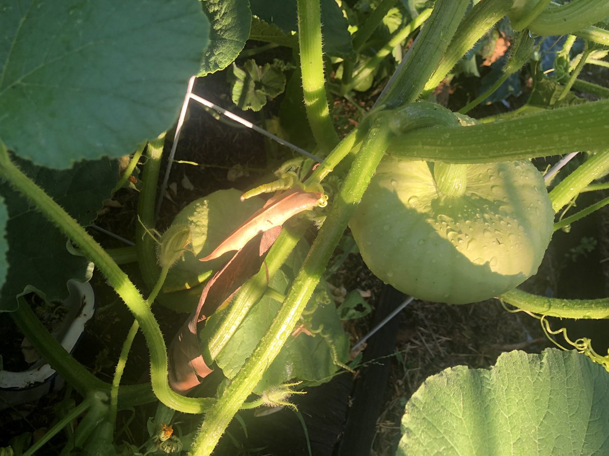 Diddoms's tweet photo. My pumpkins are having babies. It all started with some pumpkin seeds in the compost #Vegiedad #backyardgarden #vegiepatch #Excited https://t.co/nA3HfmXRly