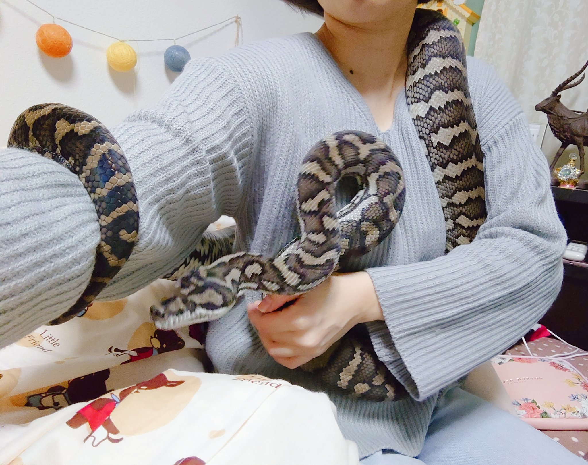きむちゃん🐍♡* (@kim_reptiles) / X きむちゃん♡