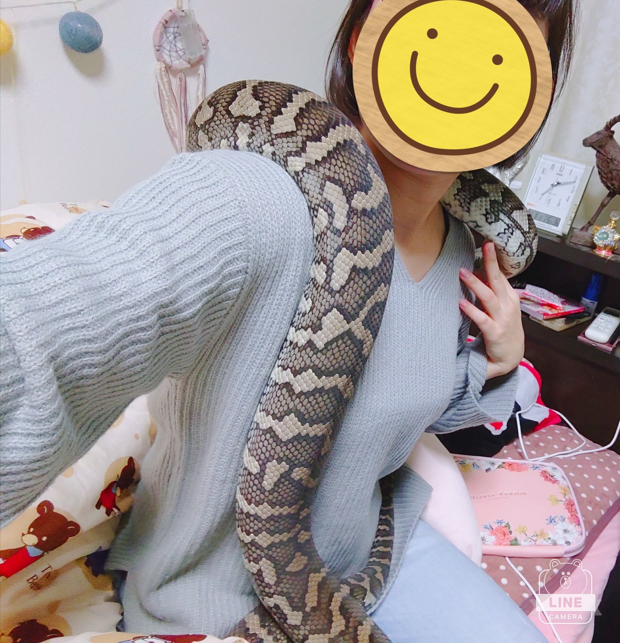 きむちゃん🐍♡* (@kim_reptiles) / X きむちゃん♡
