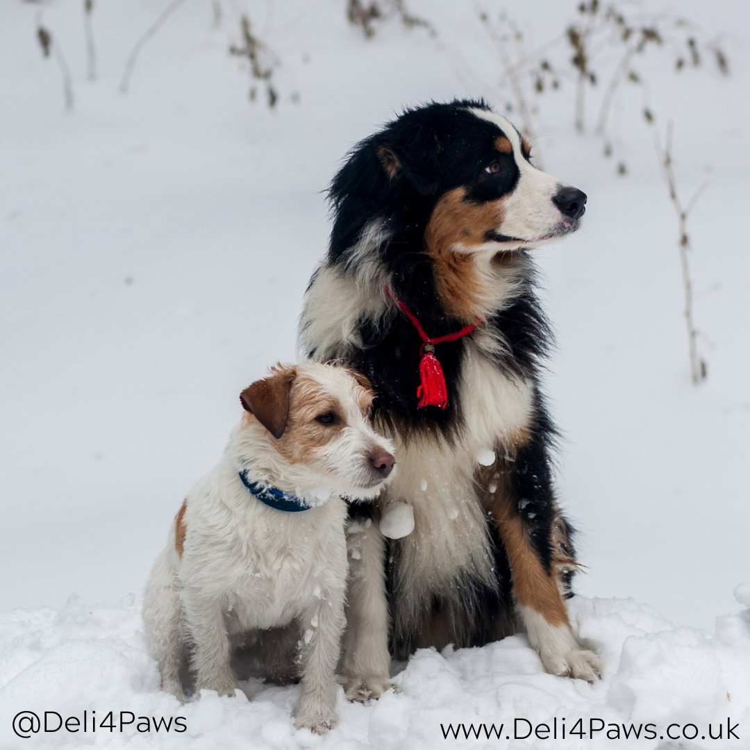 Even in the snow we will sit nice for a Deli4Paws treat!

Visit Deli4Paws.co.uk to view our full range of cat and dog natural treats, gourmet snacks, hand baked dog bones &amp; biscuits as well as dog chocolate sweet treats.

Happiness in a box!

#Deli4Paws #Smallbizuk
