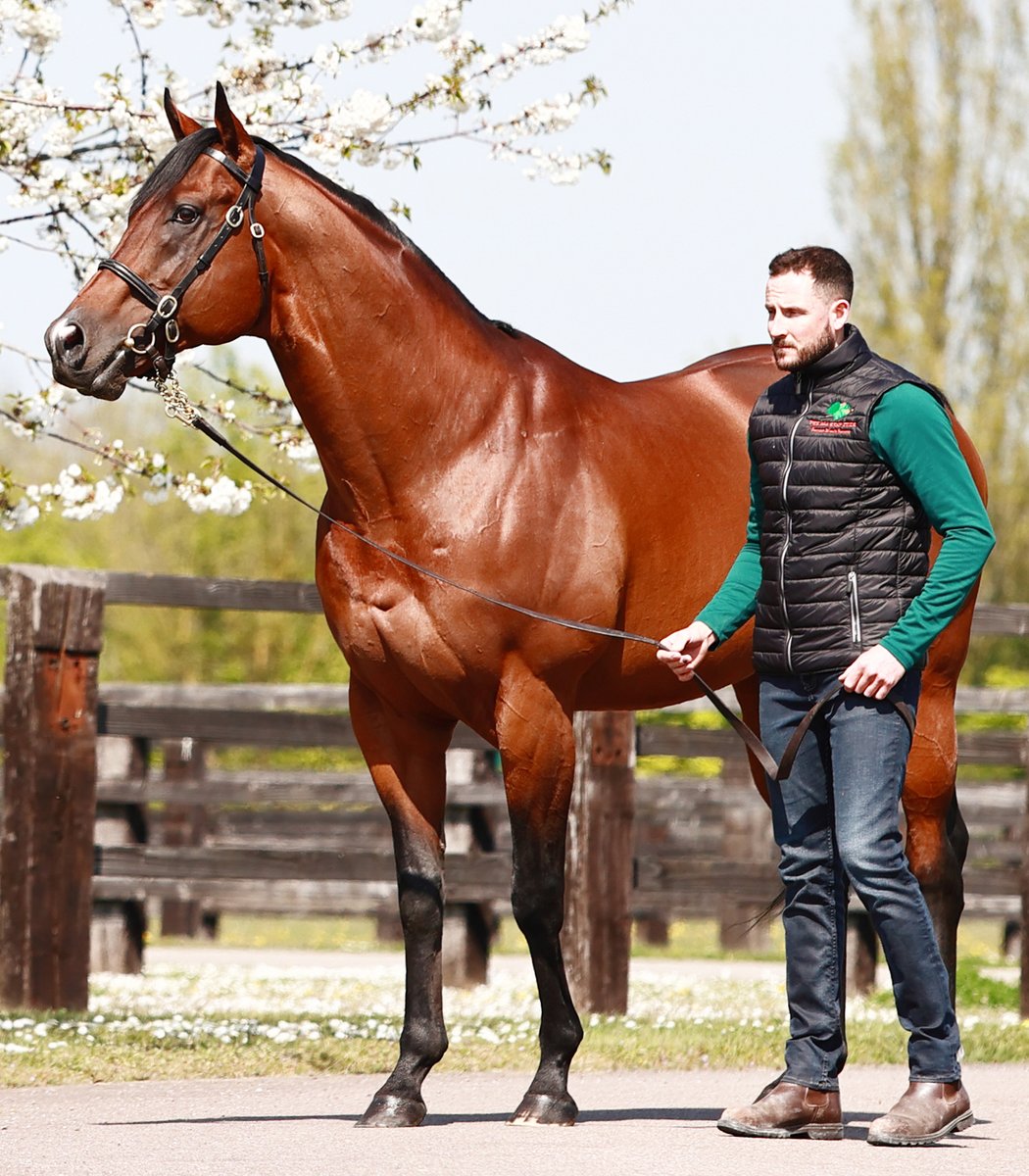 Aga Khan Studs tweet media