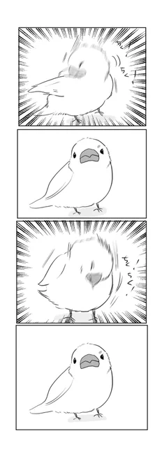 激しい羽繕いの合間合間に真顔でこっち見てくる #文鳥 