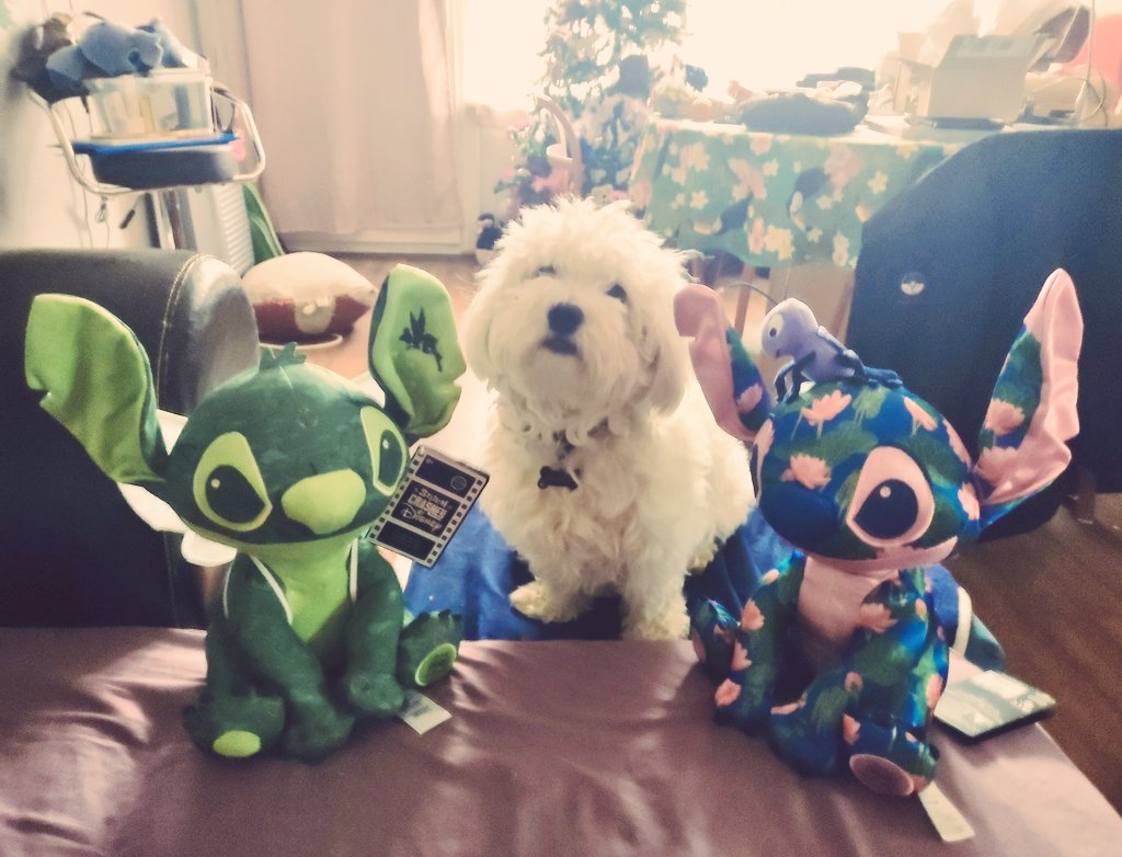 SOreilles's tweet photo. #Wow je viens de recevoir mes #cadeauxdenoel un peu en retard...
Je vais être honnête, cette fois ci, on me les a vraiment livrés 🤩
#stitch #stitchcrashes #shopdisney #stitchaddict #stitchlovers https://t.co/yid0M0RtKW