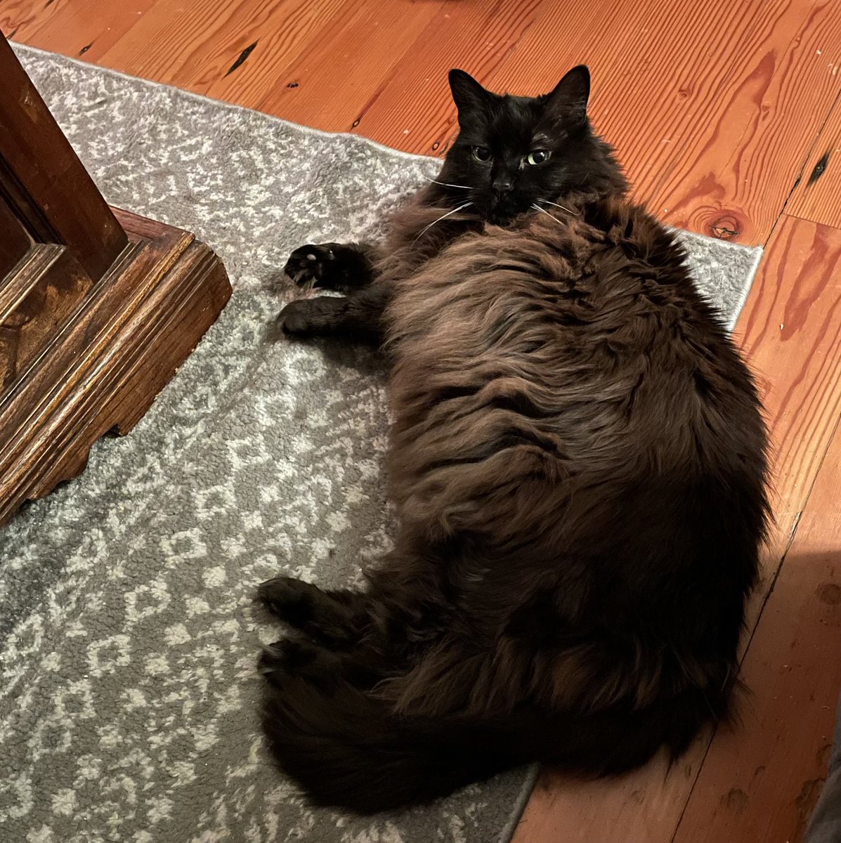 Kitty_16's tweet photo. can I help you? what are you staring at? #chonk #allfluff #wellnotALL https://t.co/FKt2xp7Fw9