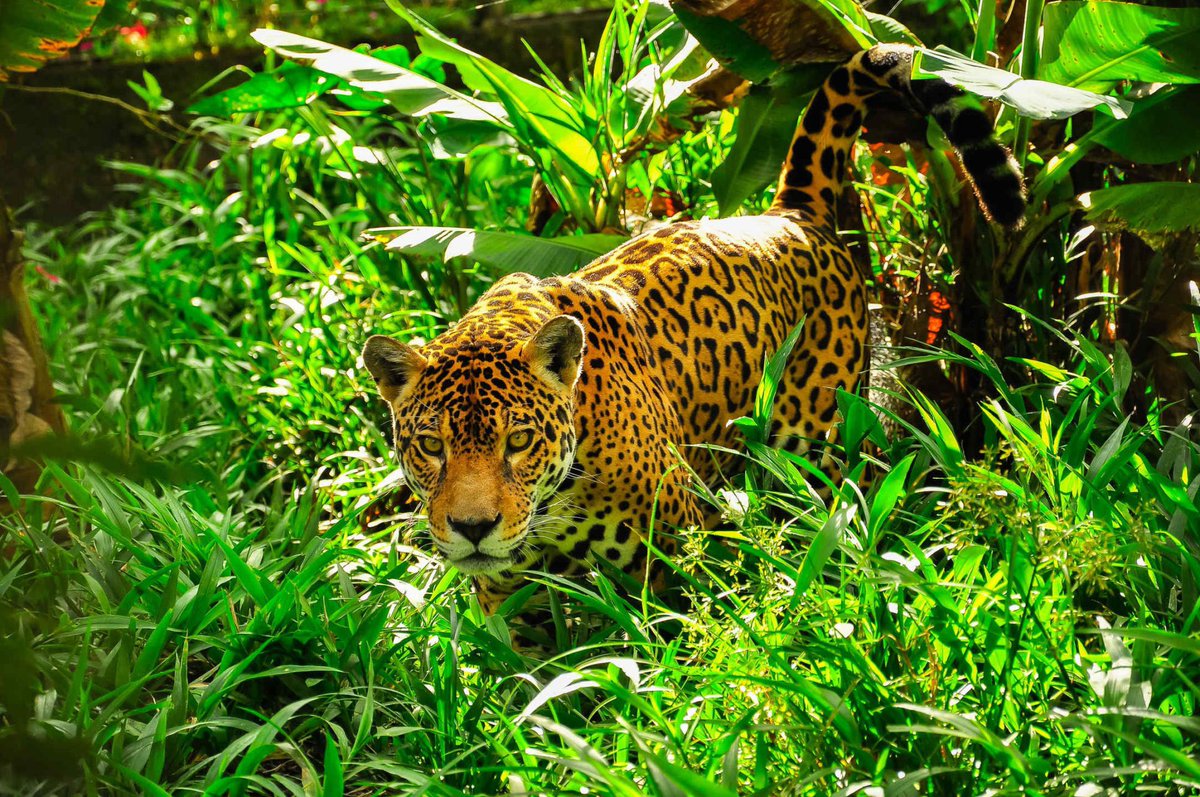 Justinsua's tweet photo. “It’s hard to survive in the jungle if you were trained in the zoo.” https://t.co/hs4cg2OfVA