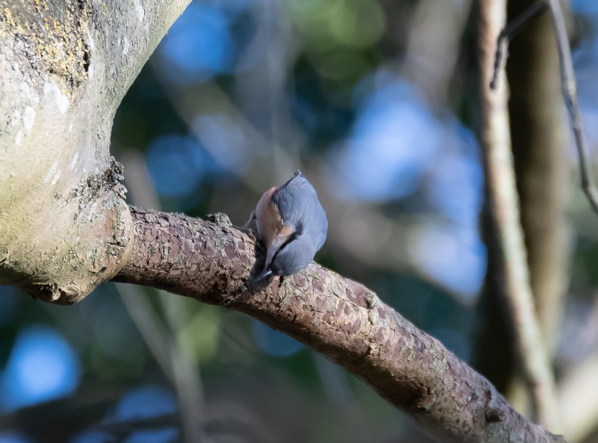 My first ever Nuthatch image, It's always exciting to get a new species,

#rspb #nature #BirdsSeenIn2022