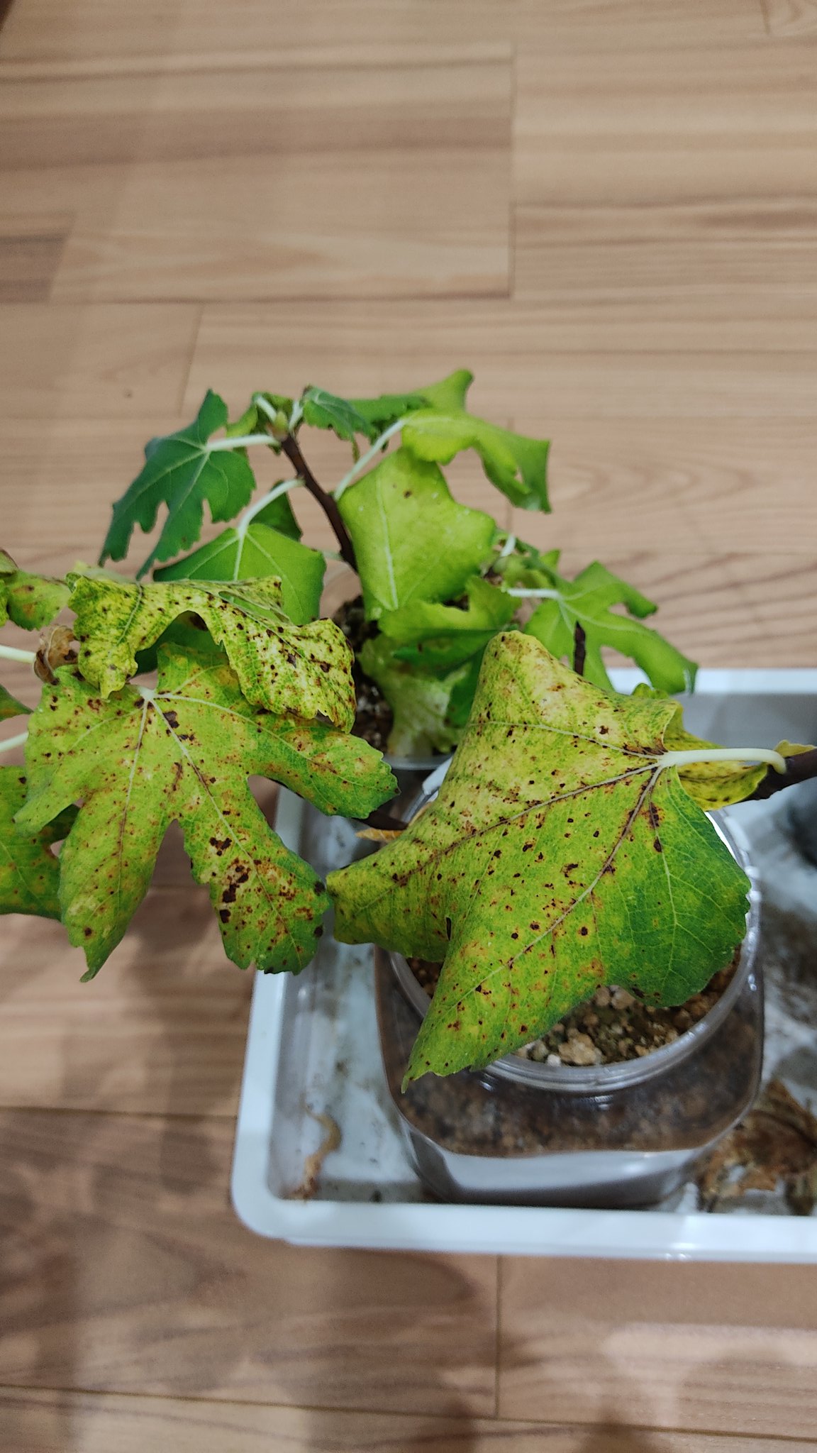 さび病 Twitter Search Twitter