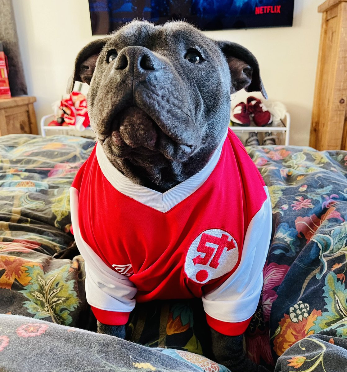Mogi100's tweet photo. Reggie is match ready !! COYR !! @officialstfc #swindontownfc  #football #facup #mancity @harrymckirdy https://t.co/WkcfzpQkFa