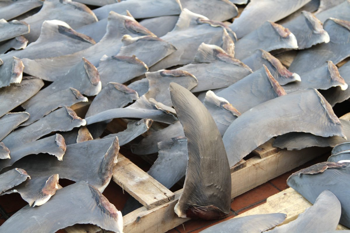 Si no lo has hecho ya, firma la Iniciativa Ciudadana #StopFinningEU para acabar en Europa con el cercenamiento cruel de las aletas de los tiburones. El plazo acaba el 31/01/2022, no lo dejes para más tarde y comparte el enlace ❤️🦈
europa.eu/citizens-initi…