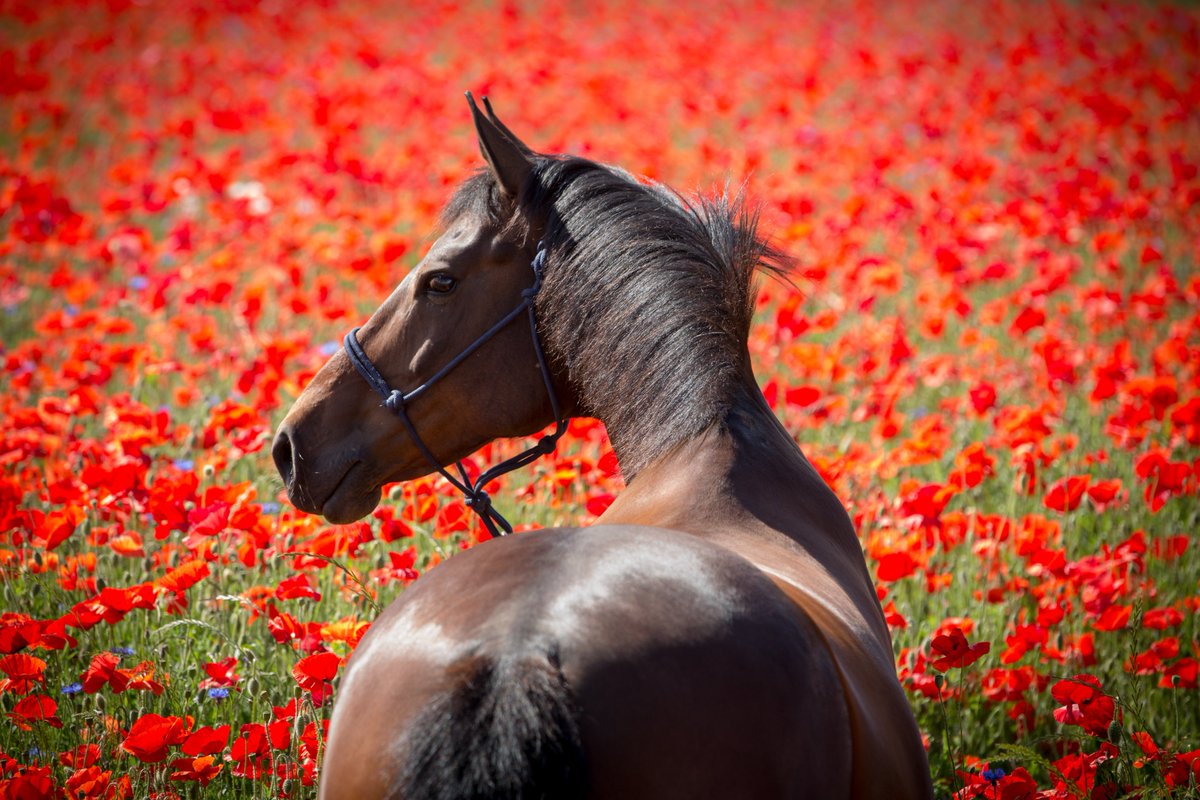 Introducing bits to young horses!🐴
We have something to help you! It can be difficult when introducing the bit to young horses as this is all unfamiliar to them. But we have some tips to help make this a pleasurable experience. 
nsbits.com/knowledge_base…