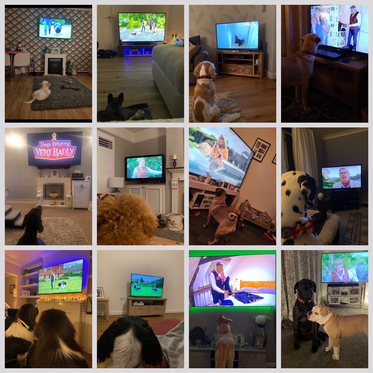 GraemeDogfather's tweet photo. WOW 🤩 

We are totally blown away at Dogfather HQ, thank you so much for all of your lovely messages following the first episode of the new series of #DogsBehavingVeryBadly on @channel5_tv on Tuesday evening.

If you missed the first episode you can watch it on @My5_tv https://t.co/HFj0tTzj71