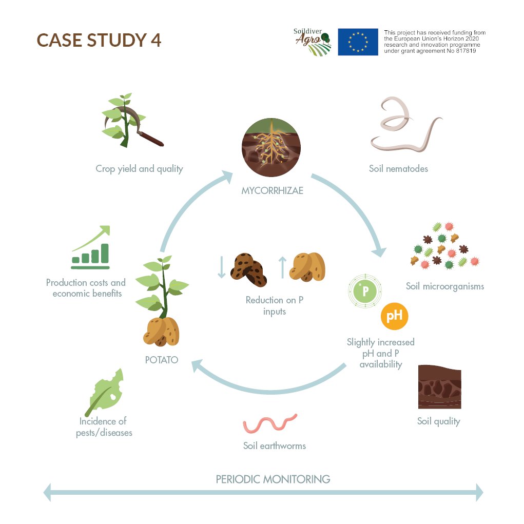 SoildiverAgro's tweet photo. 🔎Do you want to know what we are doing in our different case studies? Take a look at the infographics we create for the #LusitaneanRegion Case studies focused on #PestAlertSystem #Mycorrhyza #CropDiversification or #TrapCrops or download complete booklet: https://t.co/ojDLUMxTO3 https://t.co/BbQSgUeReE