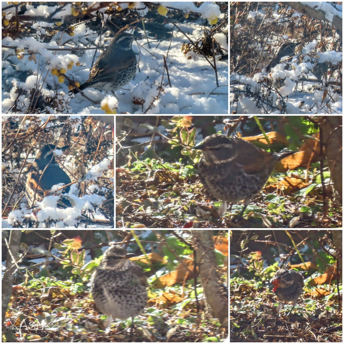 yumeasutw's tweet photo. 帰って来た #つぐみん 🐦️

植え込みの下で
何やらゴソゴソガサガサと
落ち葉を嘴で蹴散らす鳥の影🍂🐦️
あの動きは…👀⁉️
目を凝らして見ると
つぐみんでした😆💕
あの仕草は多分、
春まで庭で越冬していた
#ツグミ さんだと思われます。
嬉しい再会です🎵

#鶫
#野鳥 #bird
#a2022 #a0107 #a202201 https://t.co/gutbKMDcbT