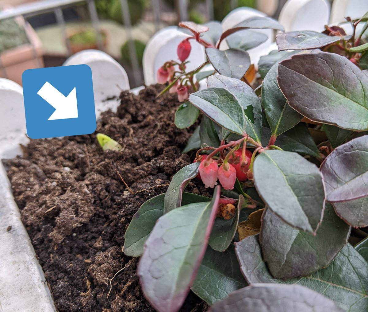 Moin Moin!
Nur unter uns....ich wäre damit die erste ,die dieses Jahr, eine Osterglocke (Sorte :Tete a Tete)  ins Netz setzt .😁😅

Bleibt neugierig für die schönen Sachen im Leben, man muss nur im Moment etwas länger suchen😉

Kommt gut ins Wochenende!💛🍀🤗