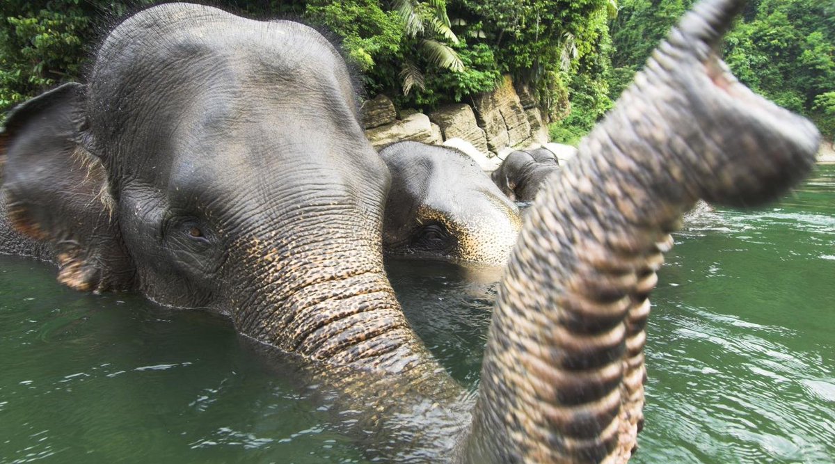 stae_elephants's tweet photo. Asian elephants have around 150,000 muscle units in their trunks. Perhaps the most sensitive organ found in any mammal, their trunk can pick up a peanut, shell it, blow the shell out and eat the nut. Elephants use their trunks to suck up water to drink.
#didyouknow #trunks https://t.co/DrsIsRvWDU
