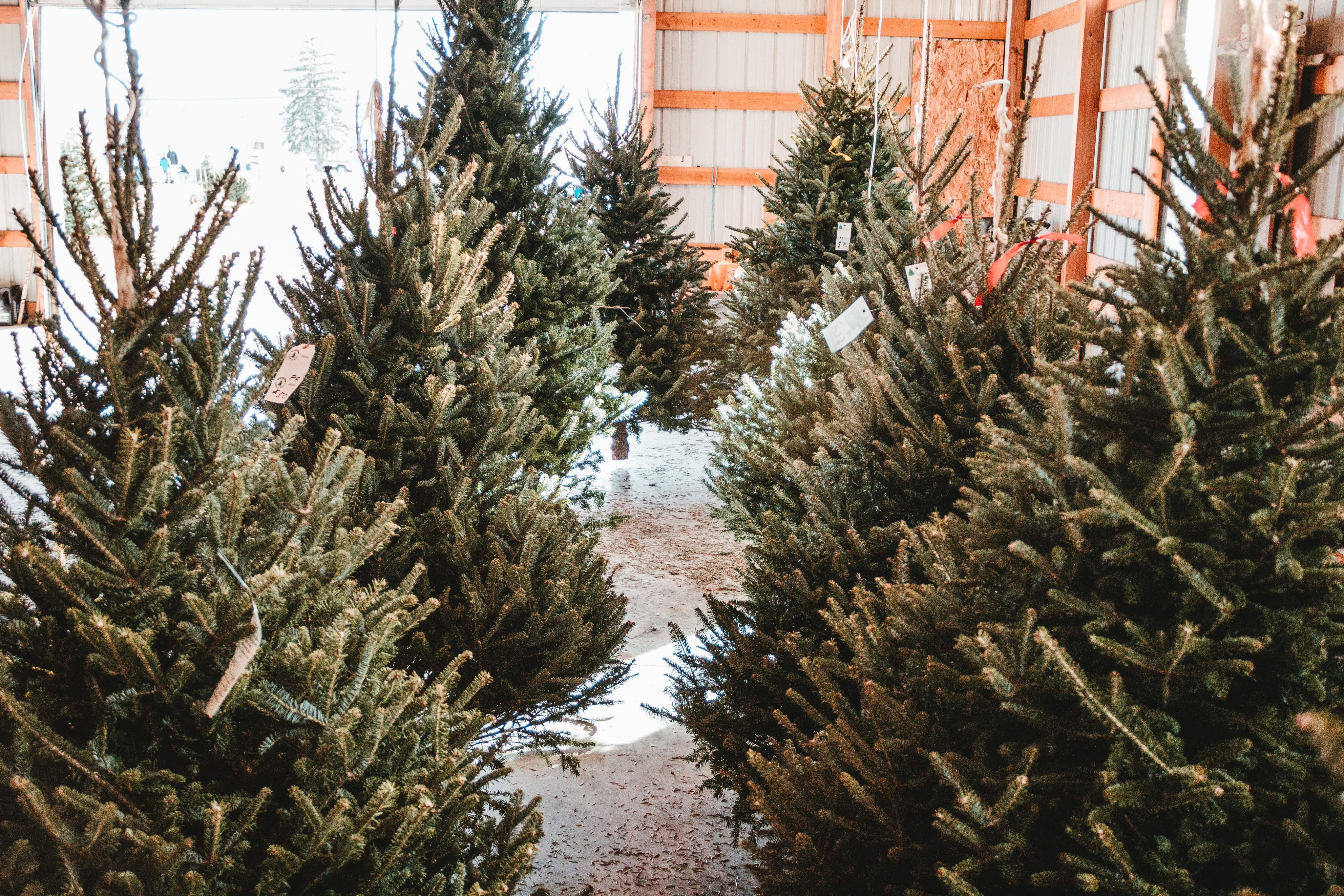 Farm Tech Supplies On Twitter: "Christmas Is Over And The New Year Is Here! If You Are Looking For Creative Ideas For Your Old Christmas Tree, Then Look No Further Than This