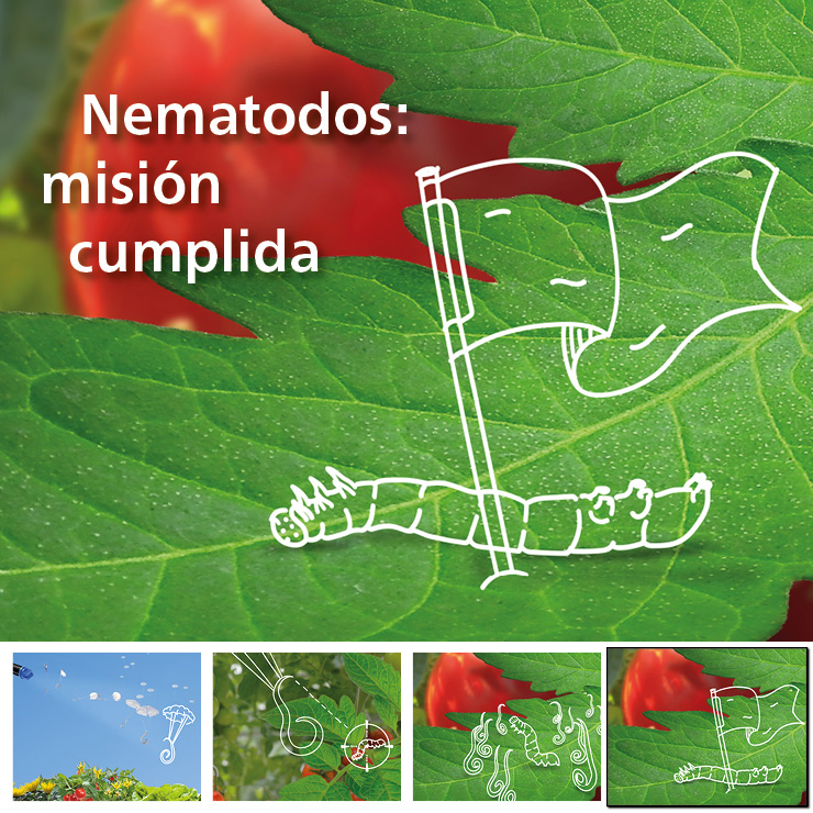 KOPPERT_ES's tweet photo. ✅Los #nematodos son la peor pesadilla de la #oruga 🐛 ¡¡Infalibles y letales!! ☠️ ¿A qué esperas para usarlos por vía foliar?.
Más info: https://t.co/fUwsPV96ye #Capsanem #Entonem #biocontrol #agricultura https://t.co/F4keGD8cCH