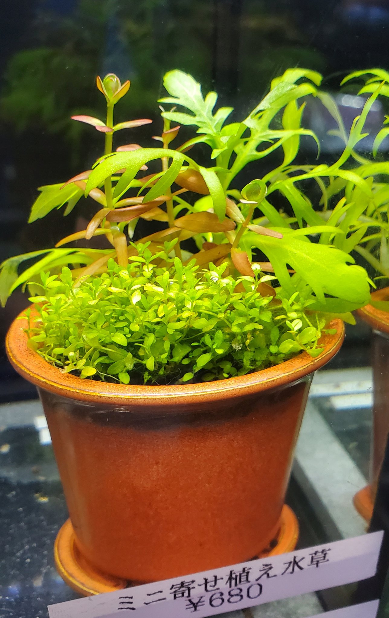 ヒロセペット谷津本店 寄せ植え水草 ミニサイズ 販売してます １つ 680 です 小さな水槽でも華やかになること 間違いなし オススメ です 水草 寄せ植え 小型水槽 ベアタンク アクアリウム アクアショップ ヒロセペット