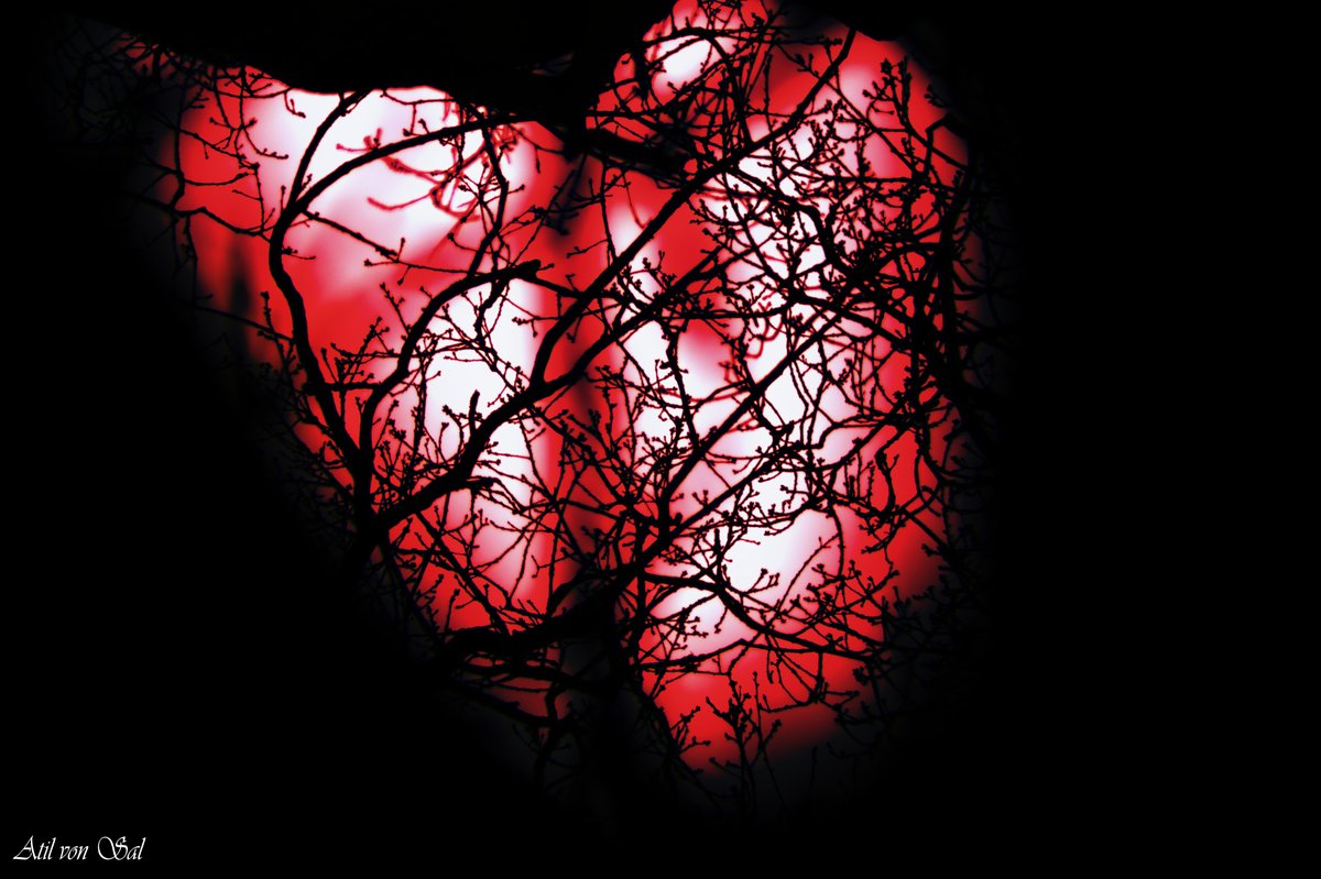 "The Heart of Nature" shows up in many ways...like here by a look into the trees on late 01/03/2022...😉☘️📸