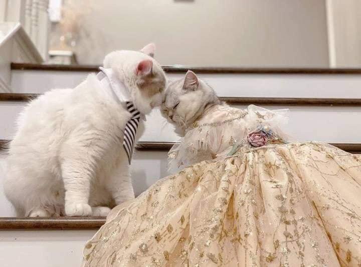 ArmedWithWords's tweet photo. They got married 🥺 https://t.co/4QScbME9SF