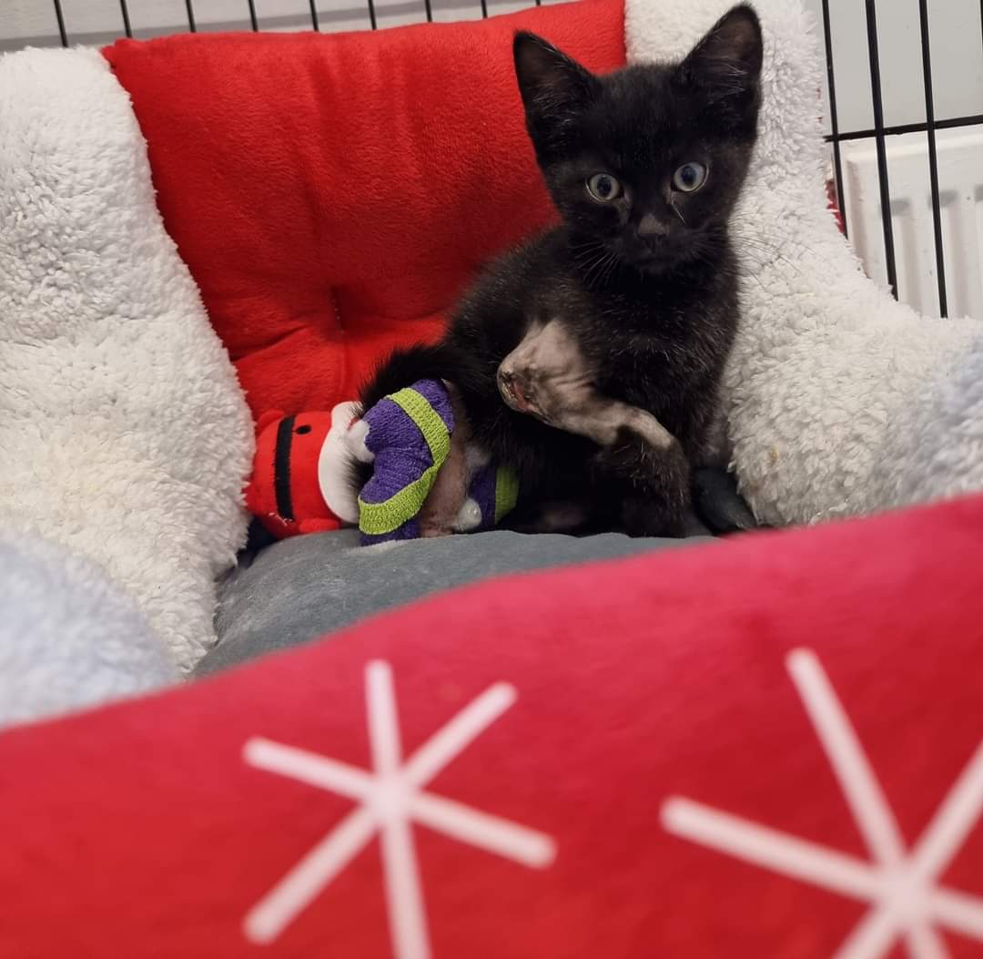 BCWRkittens's tweet photo. Morning #ElfUpdate! Elf has had a settled night since coming home from hospital. He's had his breakfast, antibiotics & pain relief & is now settling down for the morning. The swelling has much reduced on his leg today & he's bright, happy though a little bored in his tiny room. https://t.co/MbopbGd8iG