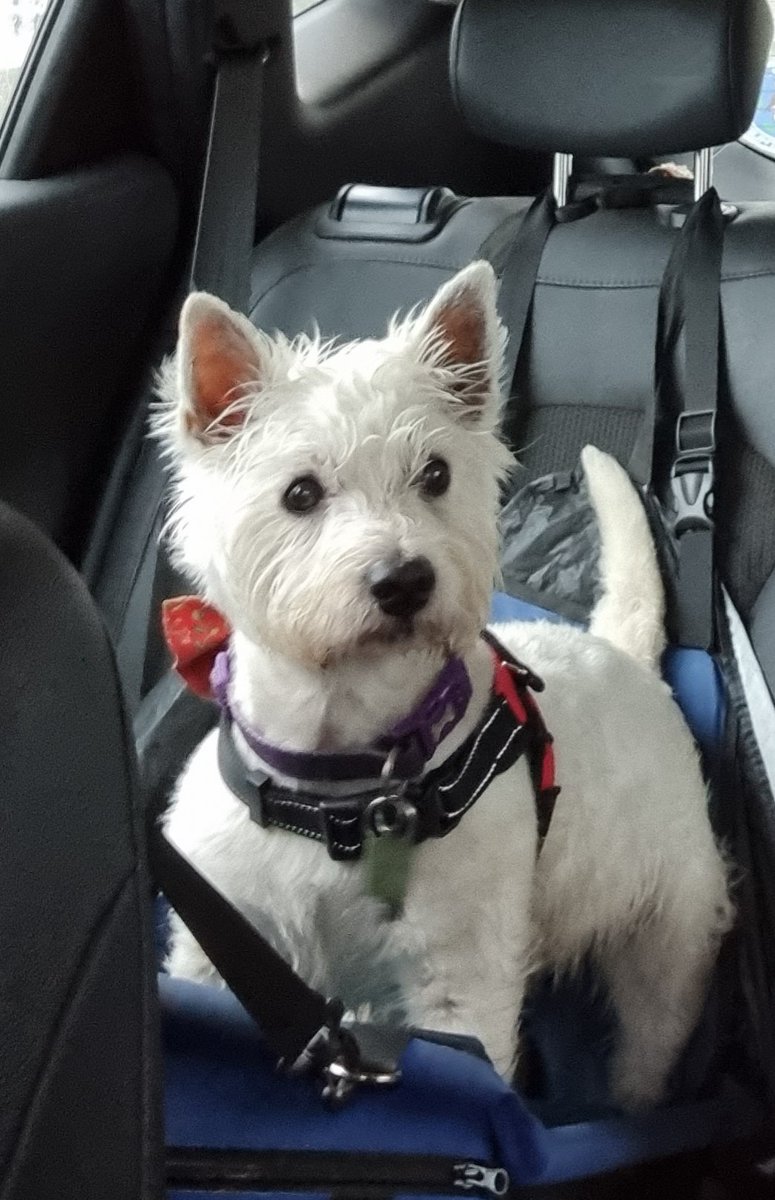 Morning all. Time for me first pawtrol of da day in me local park. #ZSHQ #dogsoftwitter #westiesoftwitter
