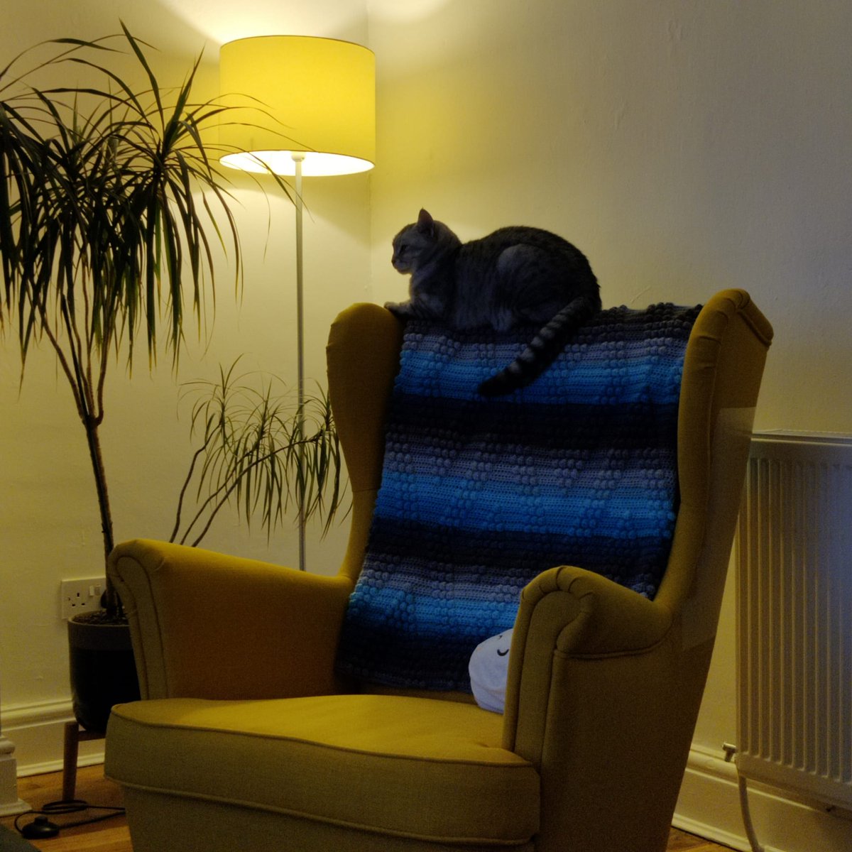 moosocks's tweet photo. @DailyNormanCat Why do cats love sitting where they shouldn't be. My cheeky one on the back of the armchair! https://t.co/AYq2ONncH1