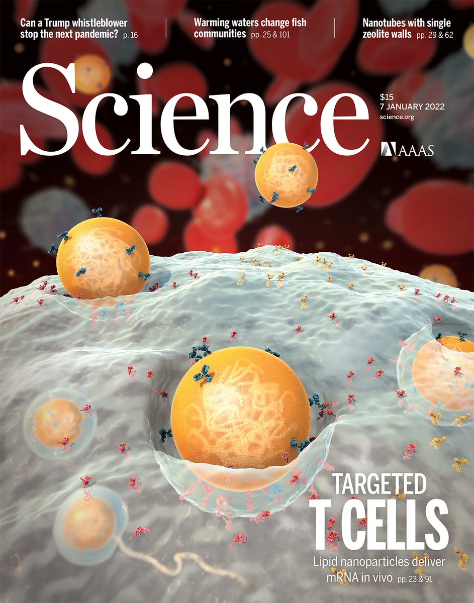Seth Thomas Scanlon (@immunoeditor) on Twitter photo In this week's <a href="/ScienceMagazine/">Science Magazine</a> cover story, @DevBioAcademic, <a href="/Haig_Ag/">Haig Aghajanian</a>, <a href="/WeissmanLab/">The Drew Weissman Lab</a>, Parhiz, <a href="/JonEpsteinLab/">Jon Epstein Lab</a>, & al. use CD5-targeted lipid #nanoparticles to generate therapeutic #CARTcells in vivo!
bit.ly/Sci_abm0594
w/ PS by Gao & Chen:
bit.ly/Sci_abn0851 In this week's <a href="/ScienceMagazine/">Science Magazine</a> cover story, @DevBioAcademic, <a href="/Haig_Ag/">Haig Aghajanian</a>, <a href="/WeissmanLab/">The Drew Weissman Lab</a>, Parhiz, <a href="/JonEpsteinLab/">Jon Epstein Lab</a>, & al. use CD5-targeted lipid #nanoparticles to generate therapeutic #CARTcells in vivo!
bit.ly/Sci_abm0594
w/ PS by Gao & Chen:
bit.ly/Sci_abn0851