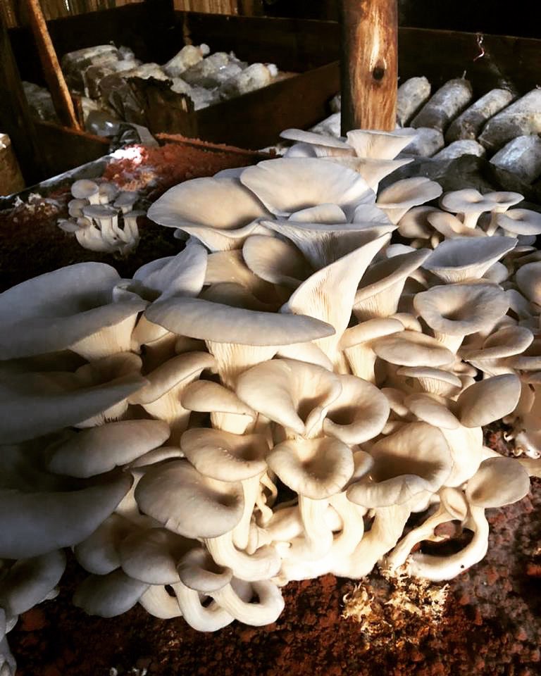 Weekend is coming…
Dm us for fresh mushrooms 🍄 

#FreshMushrooms