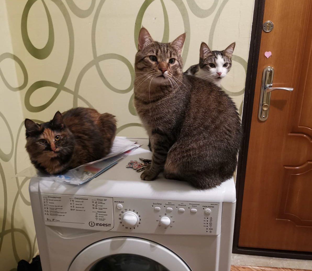 коты на стиральной машине распространите