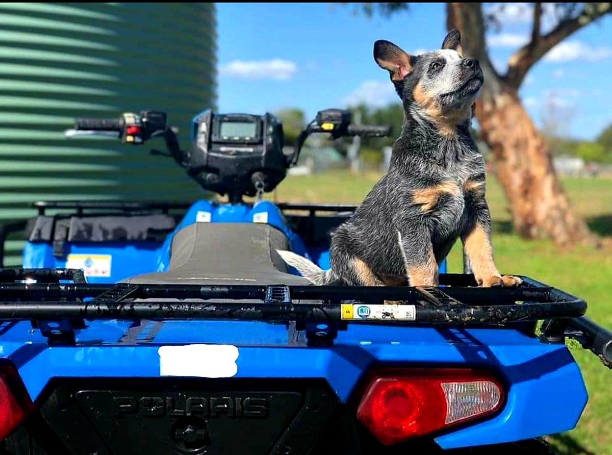 MacAttack2850's tweet photo. A very proud boy! 
#dogsoftwitter #puppy https://t.co/5KxEg6iCkt