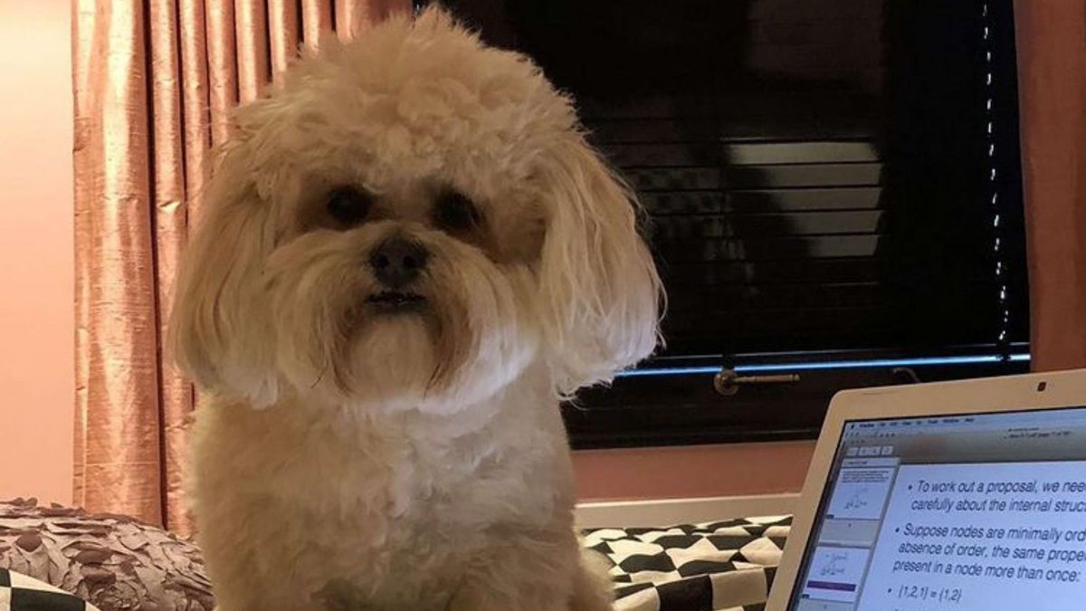 imperialcollege's tweet photo. It's been a long week, so here are our 2021 #PetsOfImperial contestants summarising how we've all felt about returning to work β¬οΈ
#OurImperial | #FridayFeeling ππ± https://t.co/iKyaW6CtrA