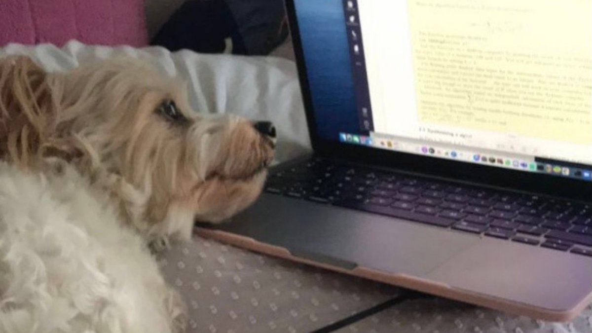 imperialcollege's tweet photo. It's been a long week, so here are our 2021 #PetsOfImperial contestants summarising how we've all felt about returning to work β¬οΈ
#OurImperial | #FridayFeeling ππ± https://t.co/iKyaW6CtrA