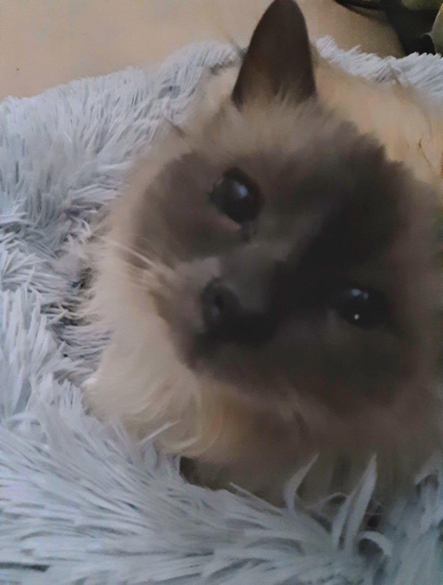 Angel Merlin 🧙♂️🌈 & Angel Murphy🌈 tweet media