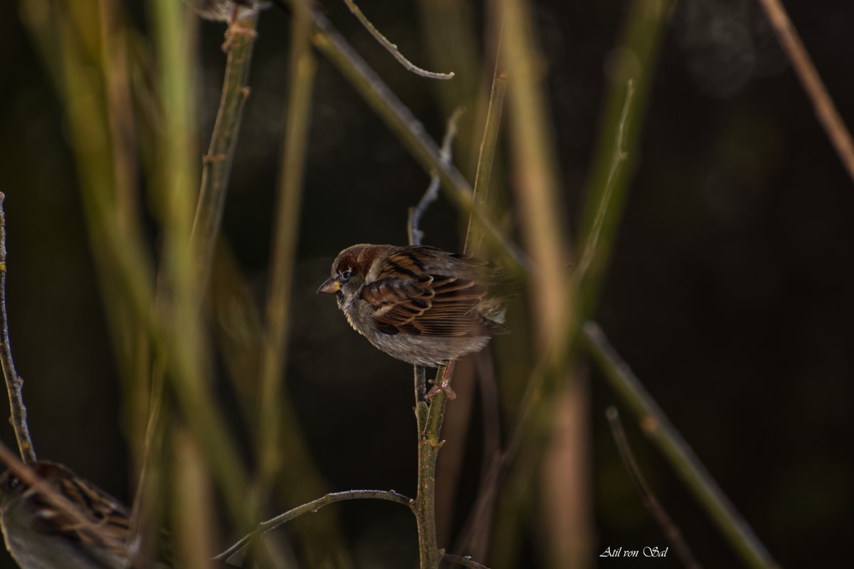 ClaudiaAtil's tweet photo. A few "Bird Moodies" for the weekend...captured during the last days...see you on Monday again...😉☘️📸 https://t.co/8VIFqUY44S