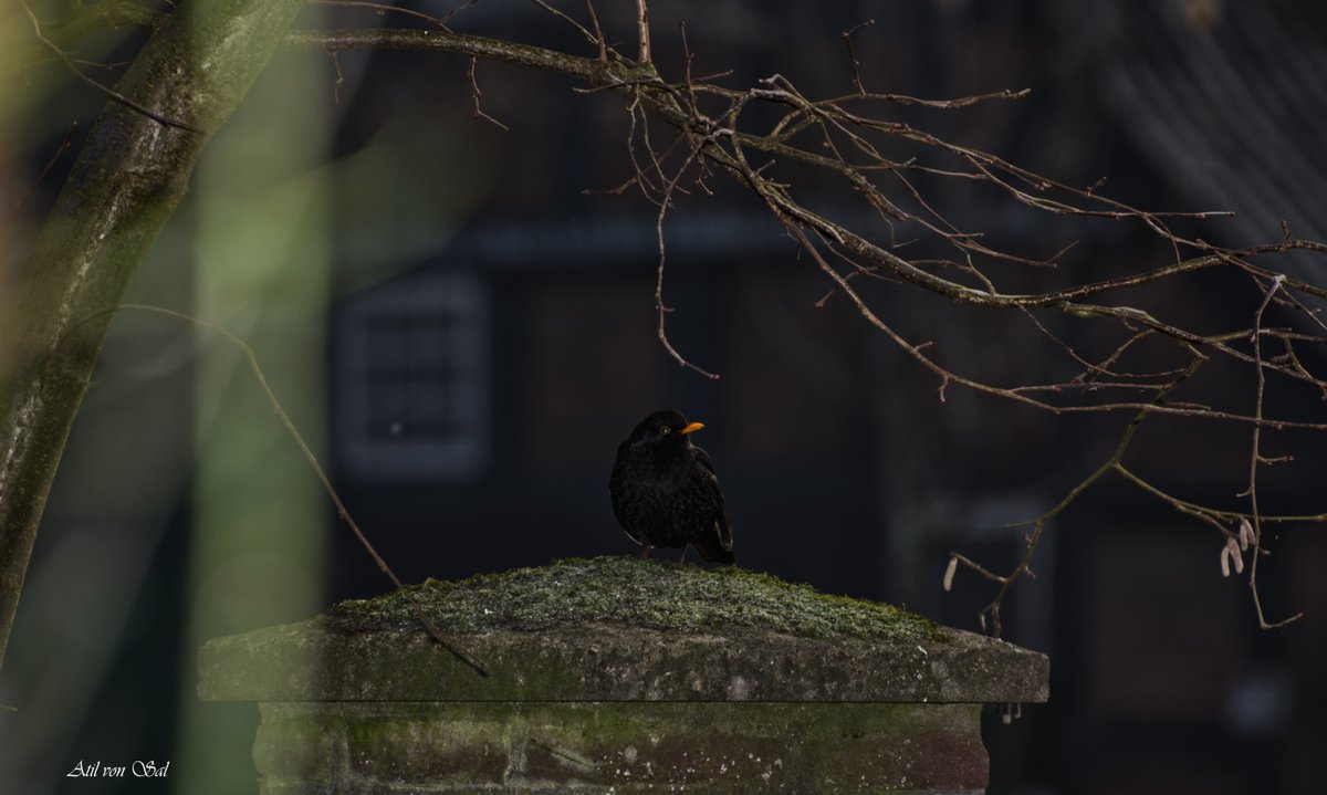 A few "Bird Moodies" for the weekend...captured during the last days...see you on Monday again...😉☘️📸