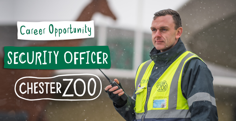 JobsinTourismUK's tweet photo. A work setting like no other - fancy patrolling among rare giraffes &amp; tigers, &amp; within stunning gardens across a 128-acre estate?

- Permanent contract- 42 hrs pw on a 4 on 4 off shift pattern

Info: https://t.co/EJl0h5yn0v

#ChesterZoo #Chester #SecurityJobs #JobsinZoos https://t.co/zVnjlMEfJW